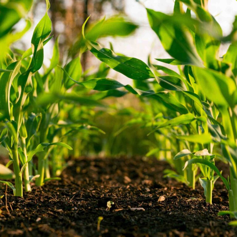# 🌿 How a Website Can Grow Your Agri-Business and Boost Farmer Connections